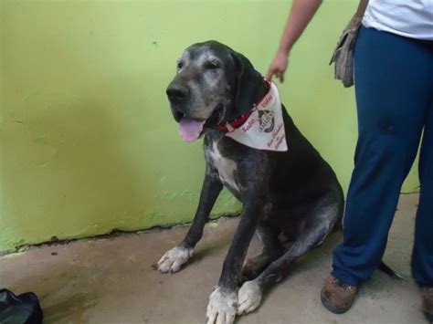 mulher com negão|cão engatado & cachorro fica engatado com a mulher ...